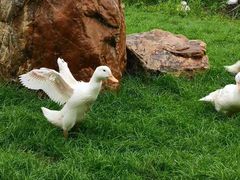 -长春市南湖公园