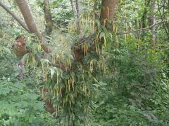 -宁波五龙潭景区