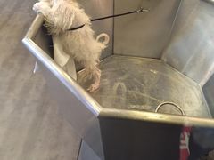 -PETKIT小佩宠物(古北店)