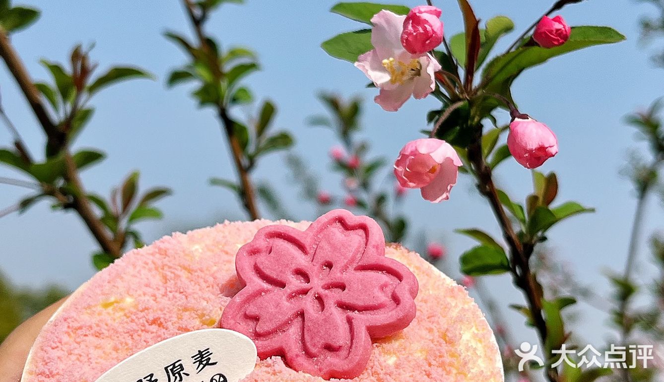 樱花提拉米苏🌸武汉的春日限定粉