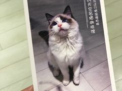 -喵的天空名猫咖啡馆·撸猫·猫舍·用品