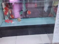 -中环花鸟鱼虫市场