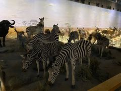 -上海儿童博物馆