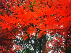 -都江堰普照寺
