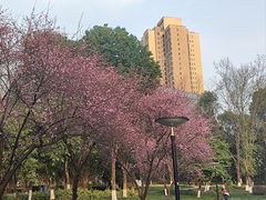 -重庆彩云湖湿地公园