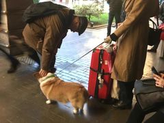 -蒙特拿破仑大街