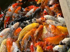 -南宫五洲植物乐园