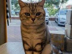 -平行世界·猫咖(首经贸店)