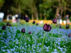 -上海共青森林公园