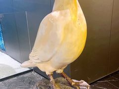 -琬苑鸽庄·川粤融合菜(解放碑总店)
