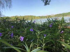 -昆山城市生态森林公园