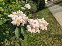 -人民公园(罗湖区)