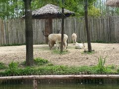 -上海野生动物园