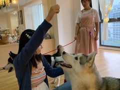 -Husky Go! 哈士奇体验馆·宠物咖啡厅狗咖