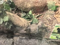 -正佳雨林生态植物园