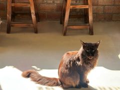 -豆逗聊愈猫阁Easy Life
