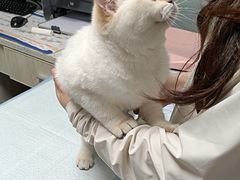 -半岛宠物医院24小时(科华中路店)