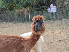 -济南野生动物世界