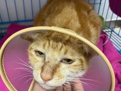 -瑞鹏宠物医院·骨科·猫科·内科(第一中心)