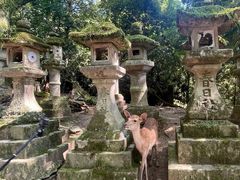 -奈良公园