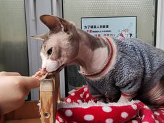 -猫小院猫主题咖啡厅(北锣店)