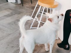 -悟白咖啡WoobyCafe
