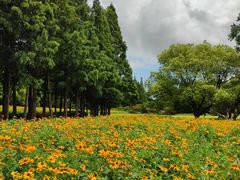 -上海滨江森林公园