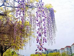 -嘉定紫藤园