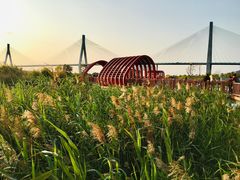 -芒洲湿地公园