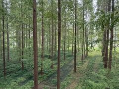 -黄海国家森林公园