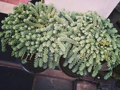 -尼玛藏家风味园(阿山食城店)