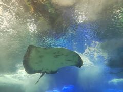 -青岛海底世界-水族馆