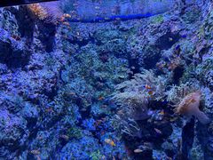 -新加坡海洋生态馆