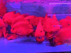 -中环花鸟鱼虫市场