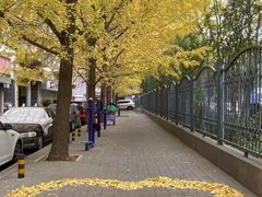 -三里屯东五街银杏大道