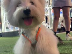 -萌宠之家·腊肠犬·马尔泰·小体犬舍