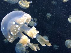 -新加坡海洋生态馆