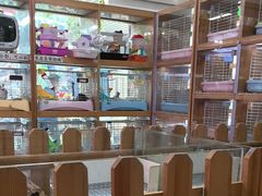 -宠物兔专门店(天丰利市场店)