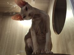 -zoonana室内动物园(东方福来德店)