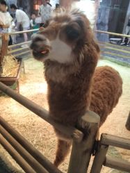 -Zoolung Zoolung动物主题公园(海信广场店)