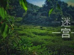 -大屏嶂森林公园