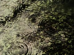 -白鹭湾湿地公园