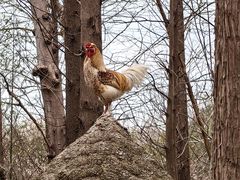 -昆山城市生态森林公园