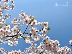 -顾村公园