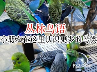 丛林鸟语,小朋友在这里认识更多的鸟类。