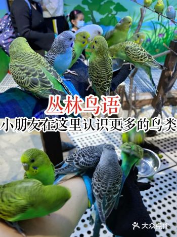 丛林鸟语,小朋友在这里认识更多的鸟类。
