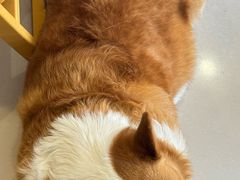 -平行世界·猫咖(首经贸店)