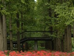 -黄海国家森林公园