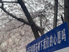 -高东镇樱花园