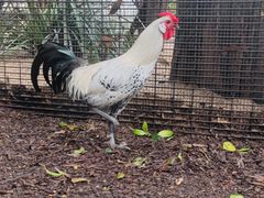 -费瑟代尔野生动物园